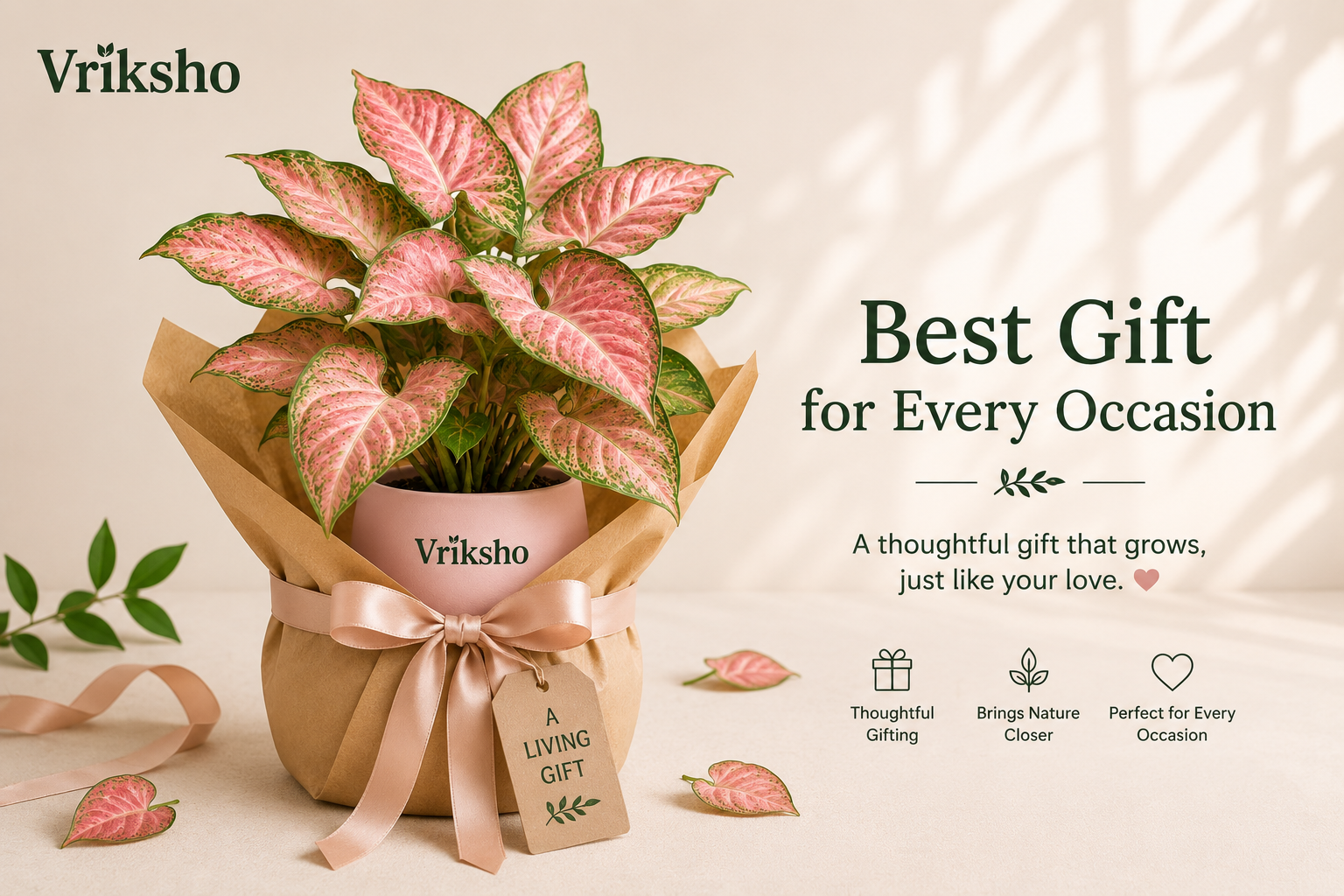 A wrapped pink aglaonema plant gift from Vriksho